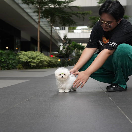 Apollo - Maltese (White)