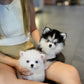 Elvis - Mini Pomsky (White)