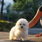 Sadie - Coton x Bichon Hybrid (White)