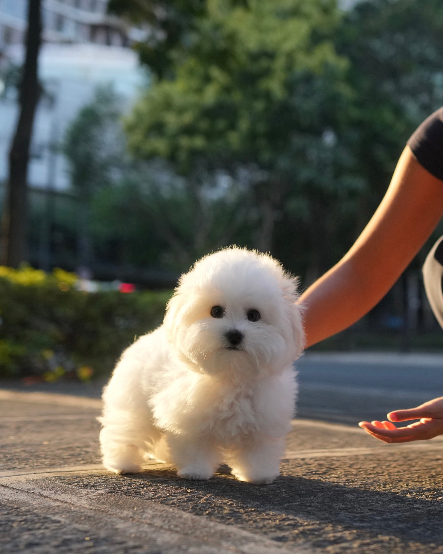 Sadie - Coton x Bichon Hybrid (White)