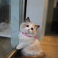 Ricca - Ragdoll (Bi-blue)