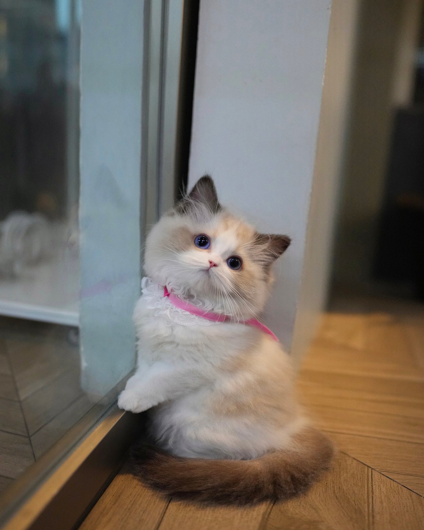 Ricca - Ragdoll (Bi-blue)