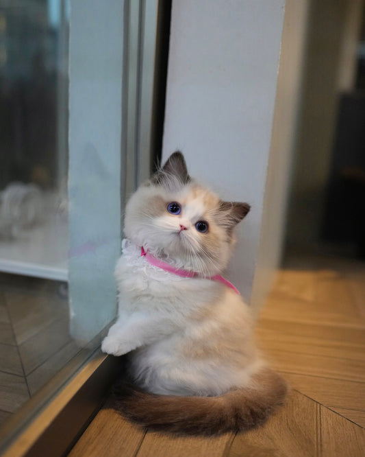 Ricca - Ragdoll (Bi-blue)