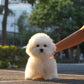 Sadie - Coton x Bichon Hybrid (White)