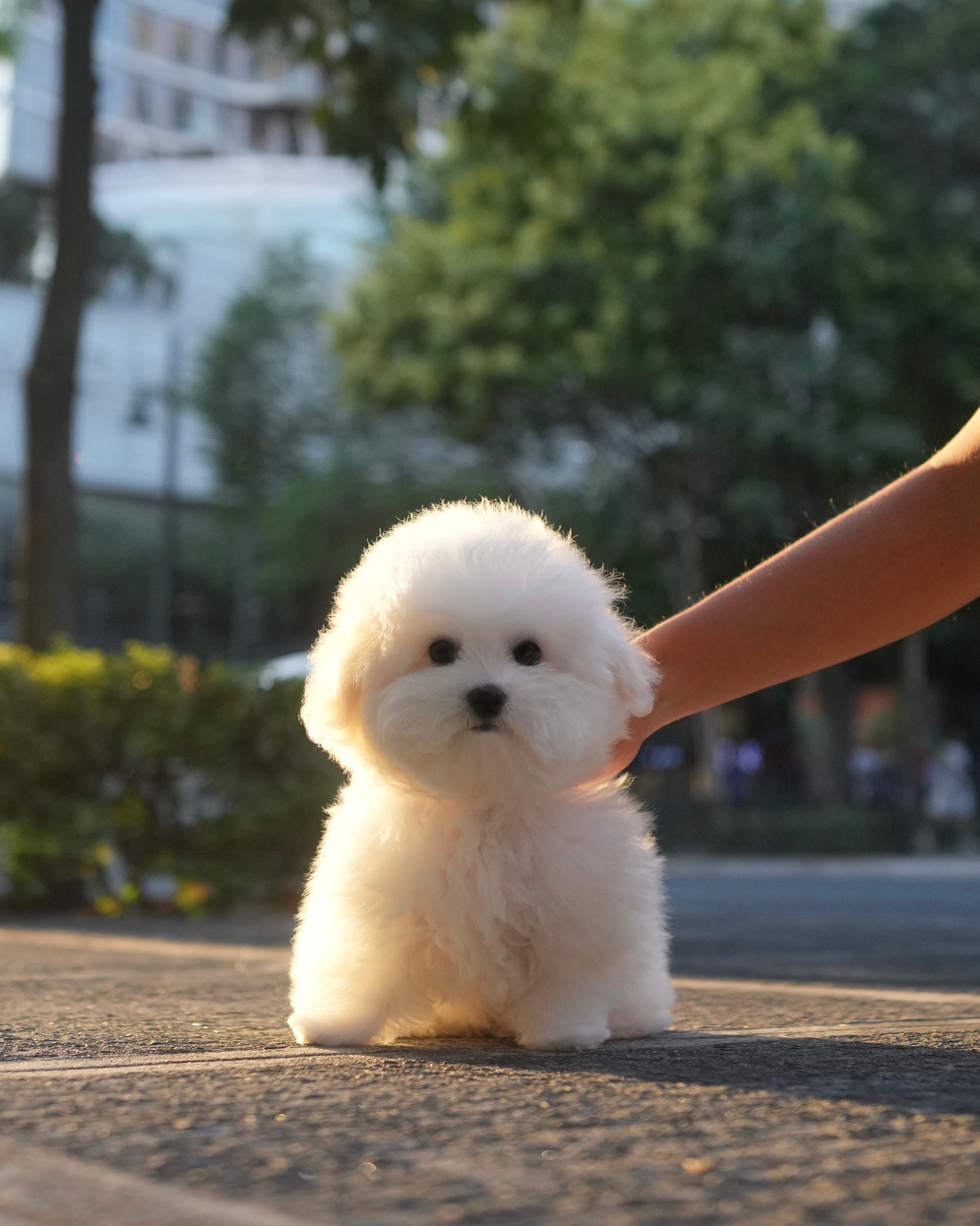 Sadie - Coton x Bichon Hybrid (White)