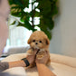 Rafael - Maltipoo (Brown)