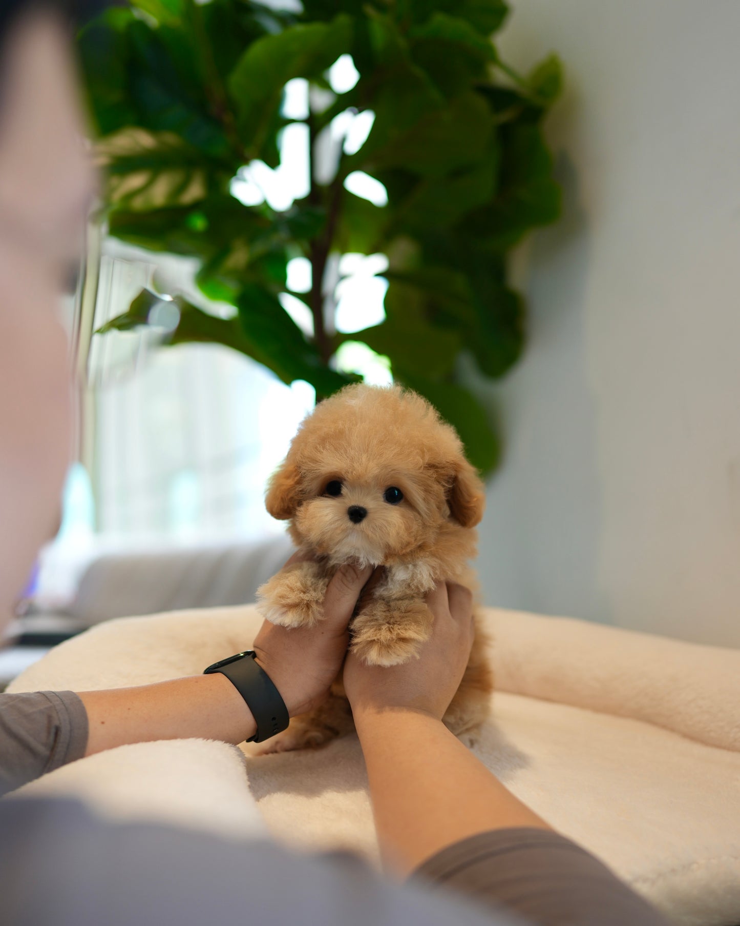 Rafael - Maltipoo (Brown)
