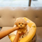 Junny - Tiny Poodle (Apricot)
