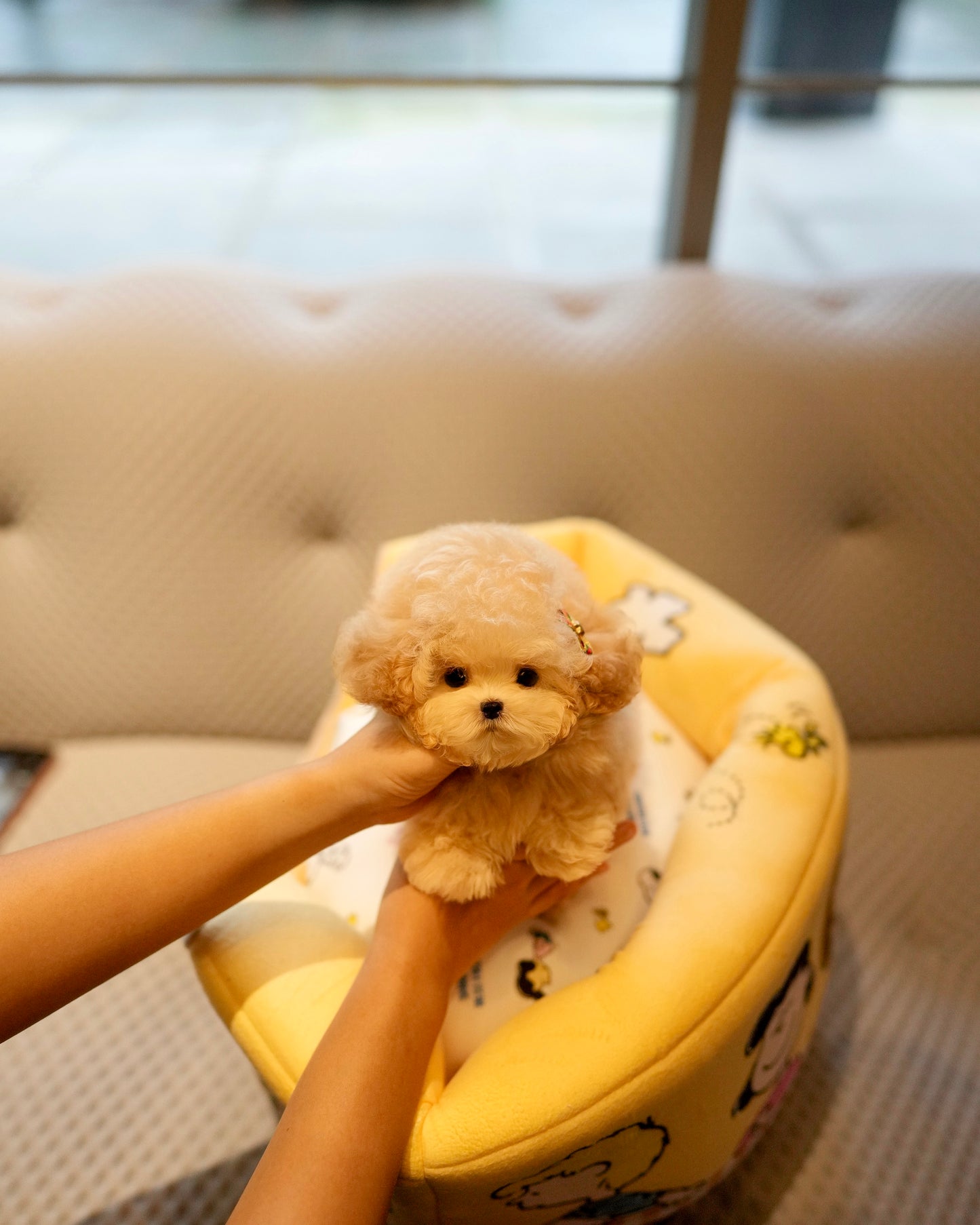 Junny - Tiny Poodle (Apricot)