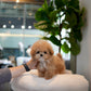 Rafael - Maltipoo (Brown)
