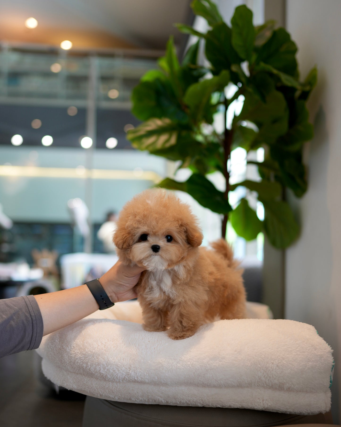 Rafael - Maltipoo (Brown)