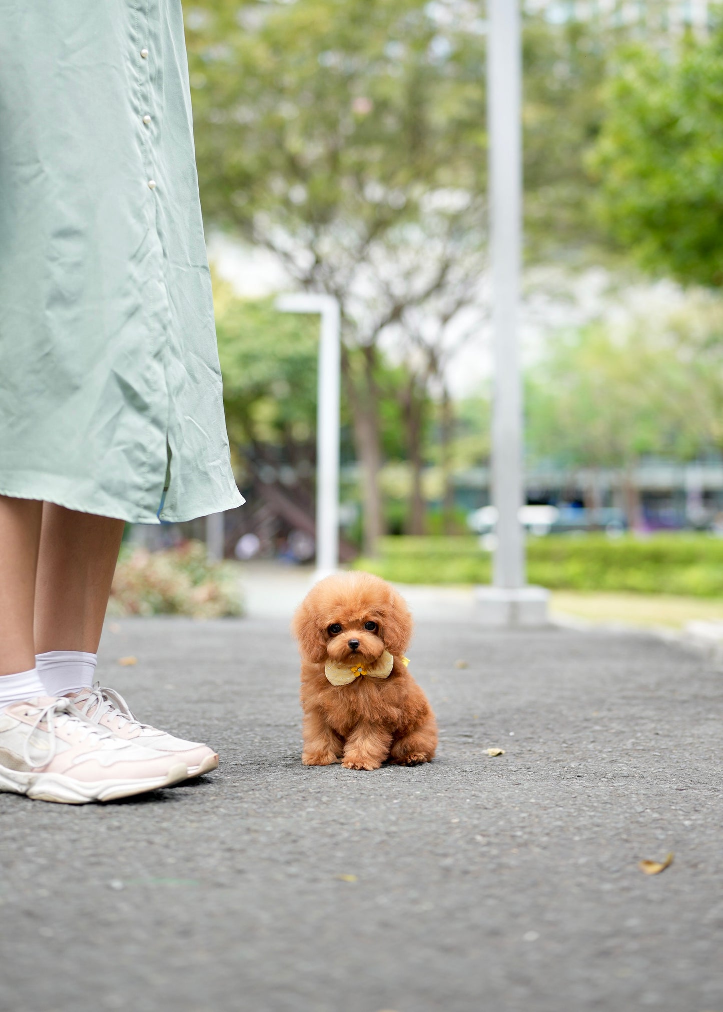 Choco - Tiny Poodle (Red)