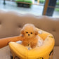Junny - Tiny Poodle (Apricot)