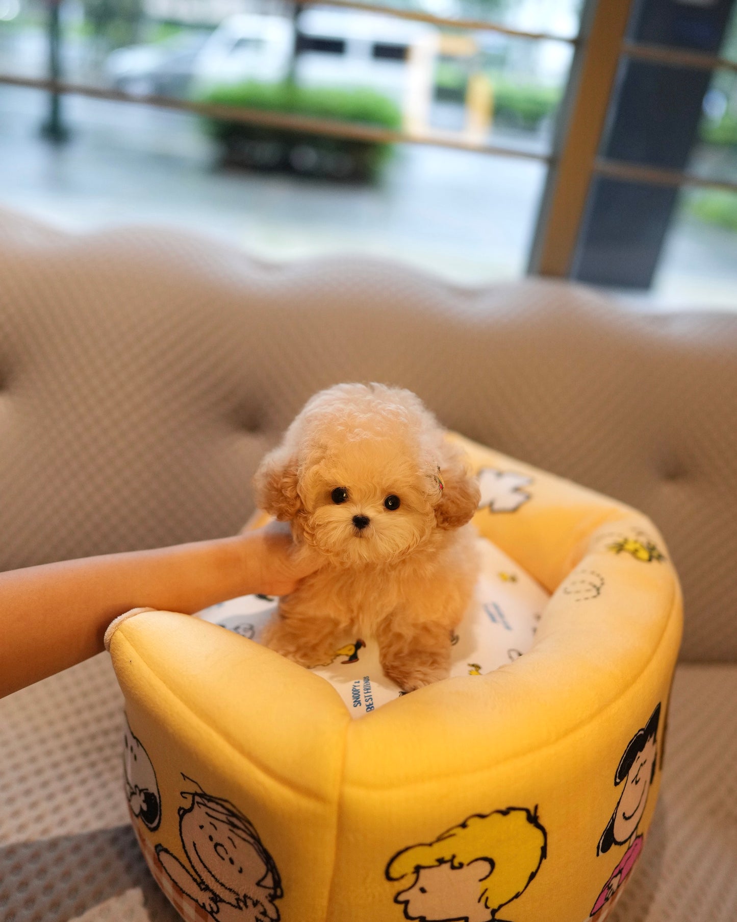 Junny - Tiny Poodle (Apricot)