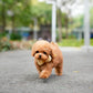 Choco - Tiny Poodle (Red)