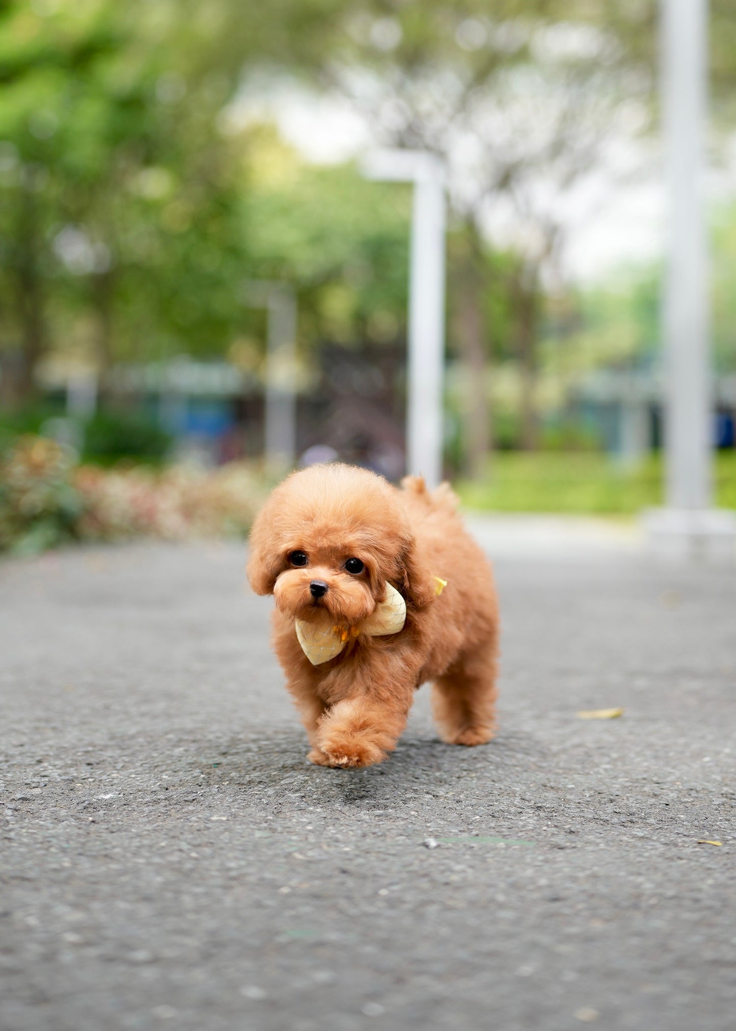 Choco - Tiny Poodle (Red)