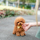 Choco - Tiny Poodle (Red)