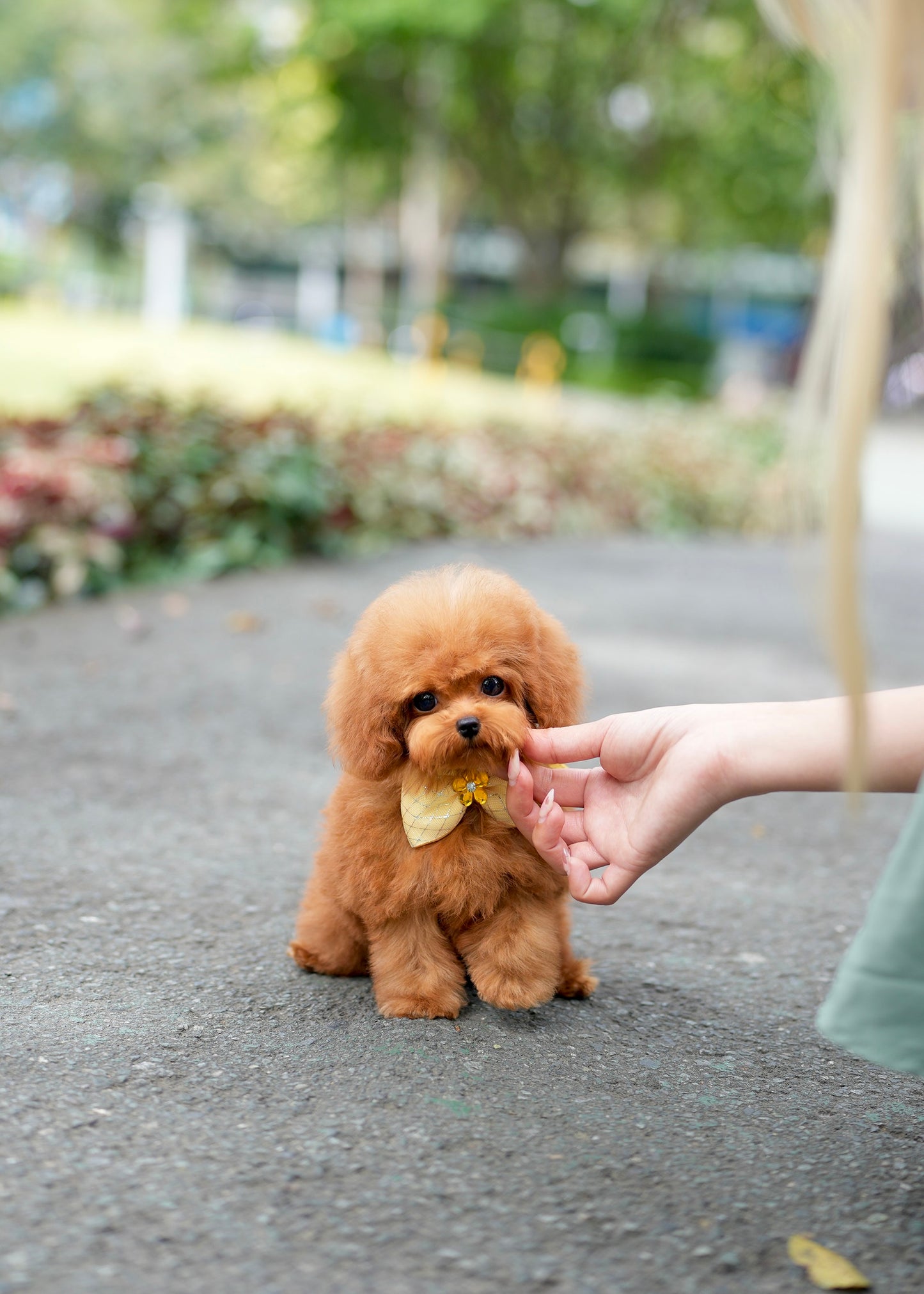 Choco - Tiny Poodle (Red)