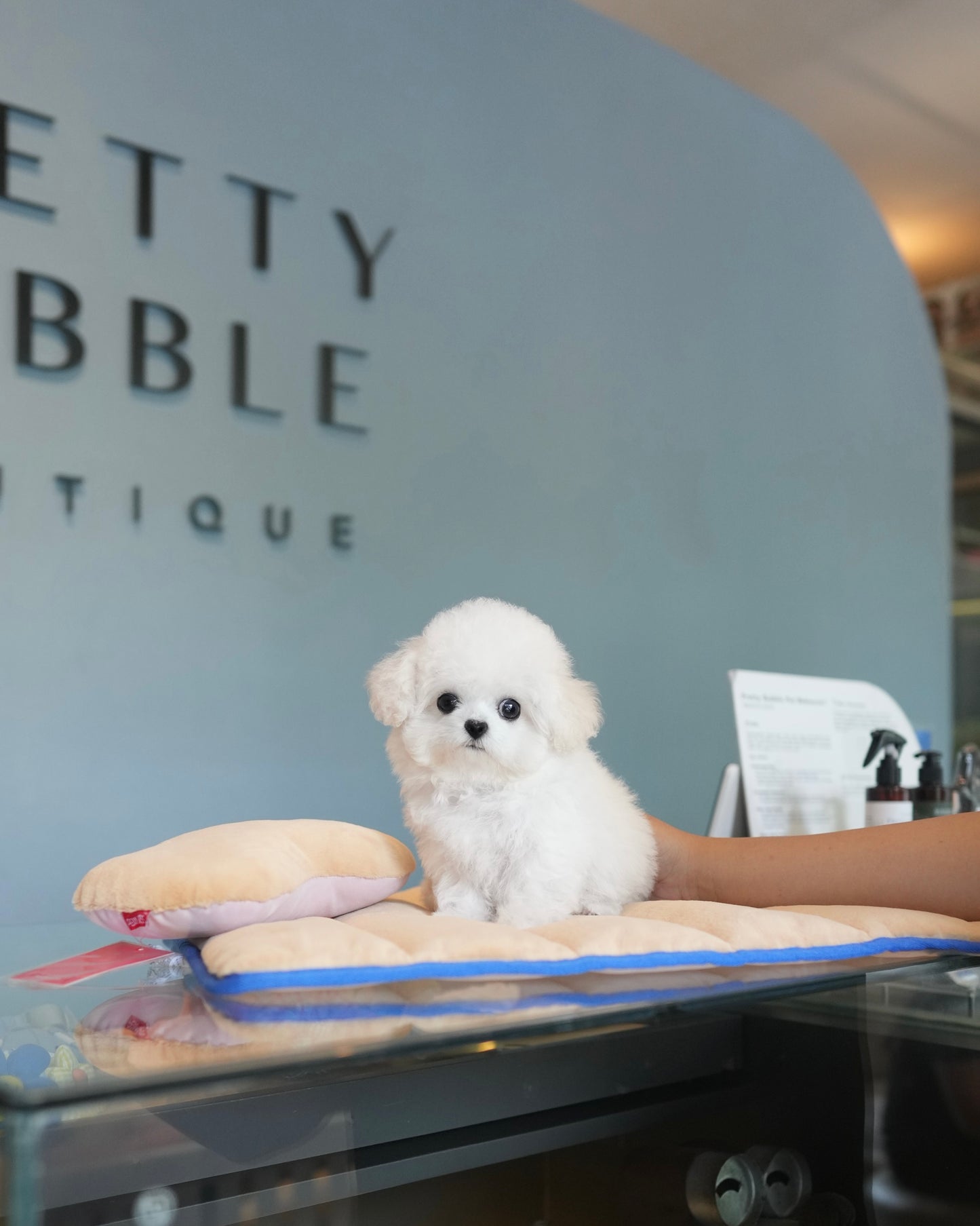 Sophie - Mini Bichon (White)