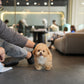 Rafael - Maltipoo (Brown)