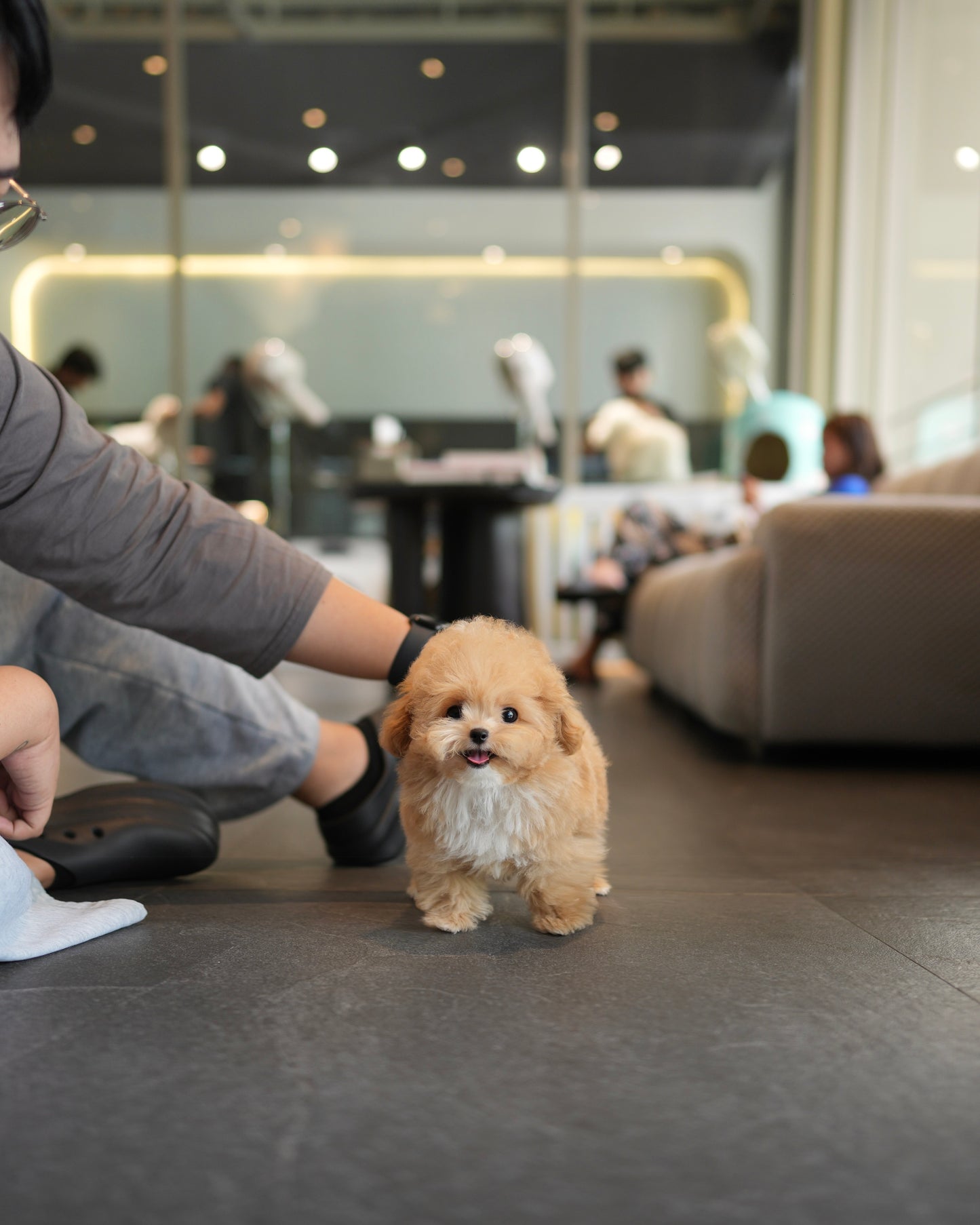 Rafael - Maltipoo (Brown)