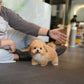 Rafael - Maltipoo (Brown)
