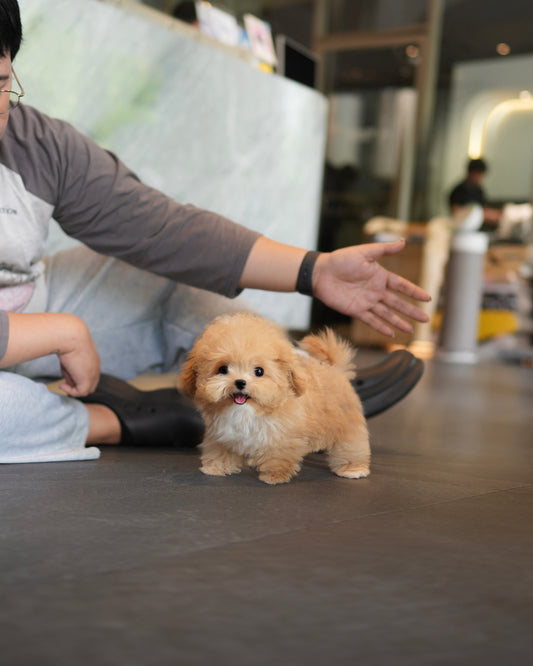 Rafael - Maltipoo (Brown)