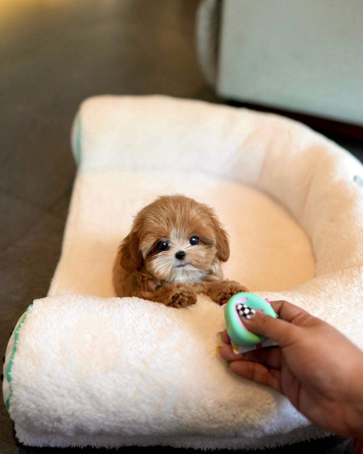 Riva - Teacup Maltipoo (Brown & White)