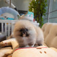 Ivan - Pomeranian (Orange Sable)