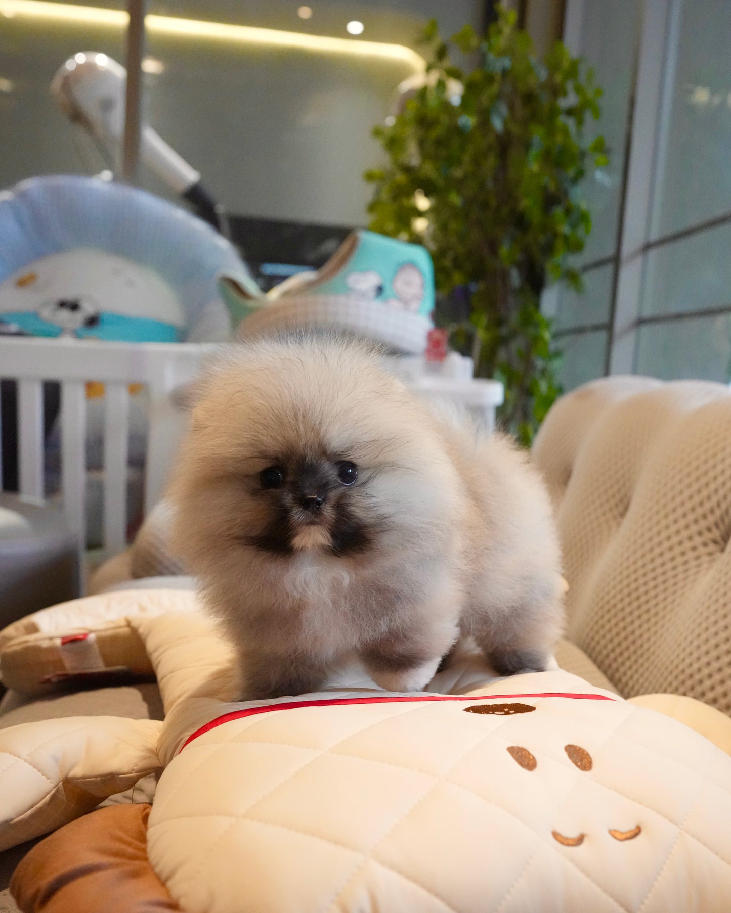 Ivan - Pomeranian (Orange Sable)