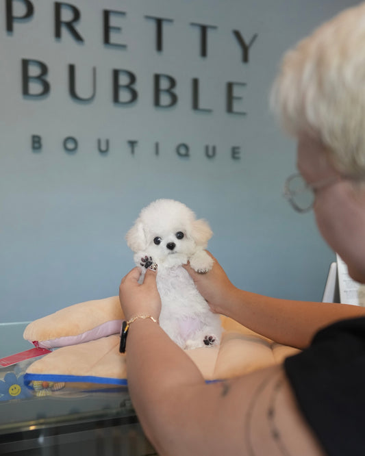 Sadie - Mini Bichon (White)