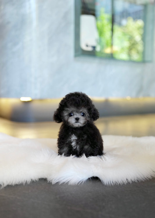 Ace - Tiny Poodle (Silver)