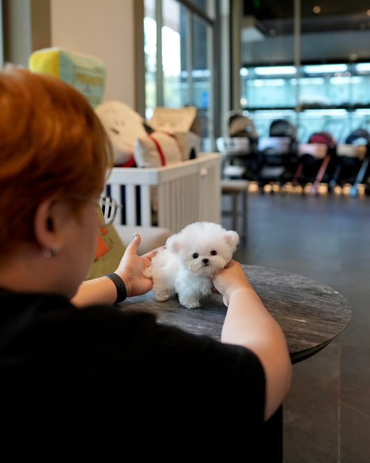 Ritchy - Teddy Bichon (White)