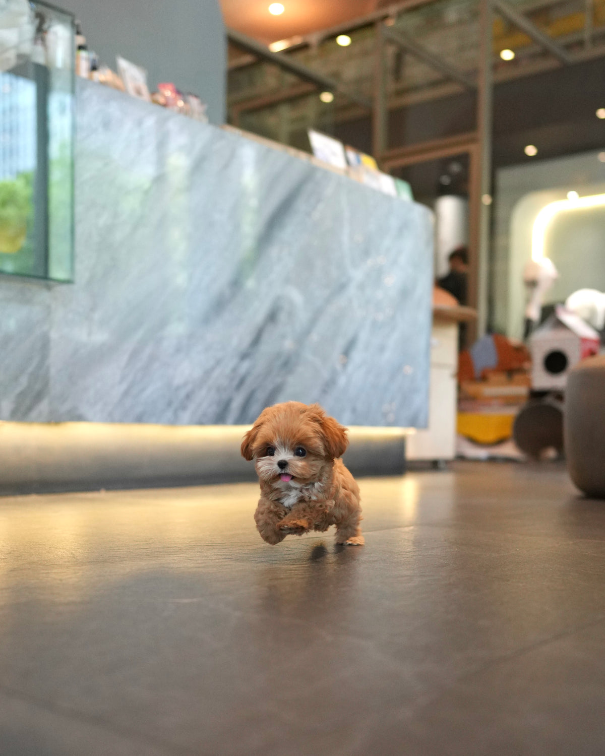 Riva - Teacup Maltipoo (Brown & White)