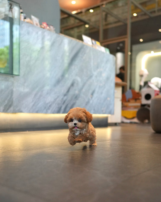 Riva - Teacup Maltipoo (Brown & White)