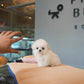 Sophie - Mini Bichon (White)