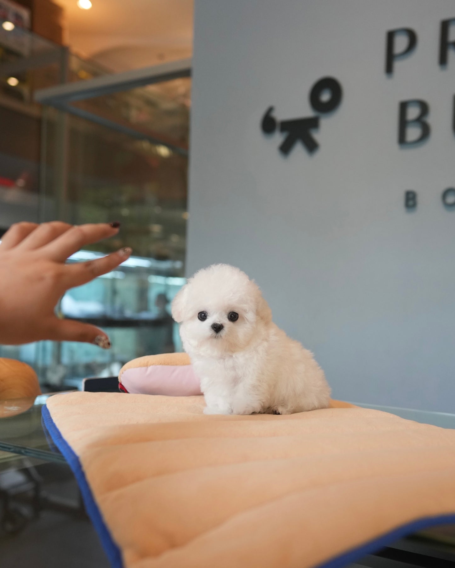 Sophie - Mini Bichon (White)