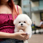 Nehlee - Mini Bichon (White)