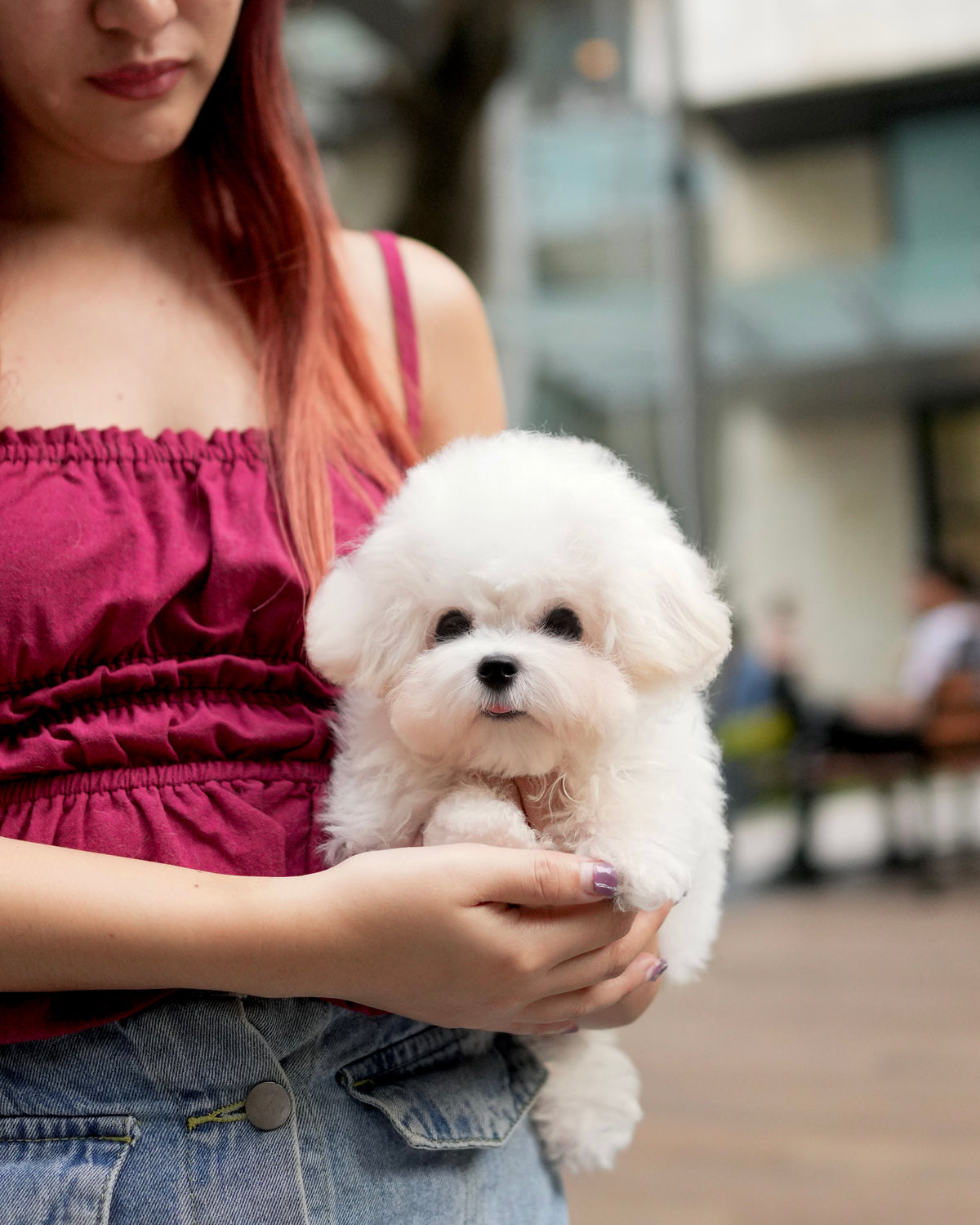 Nehlee - Mini Bichon (White)