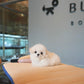 Sophie - Mini Bichon (White)