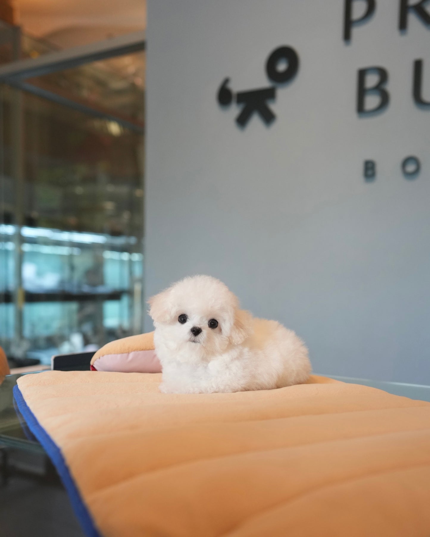 Sophie - Mini Bichon (White)