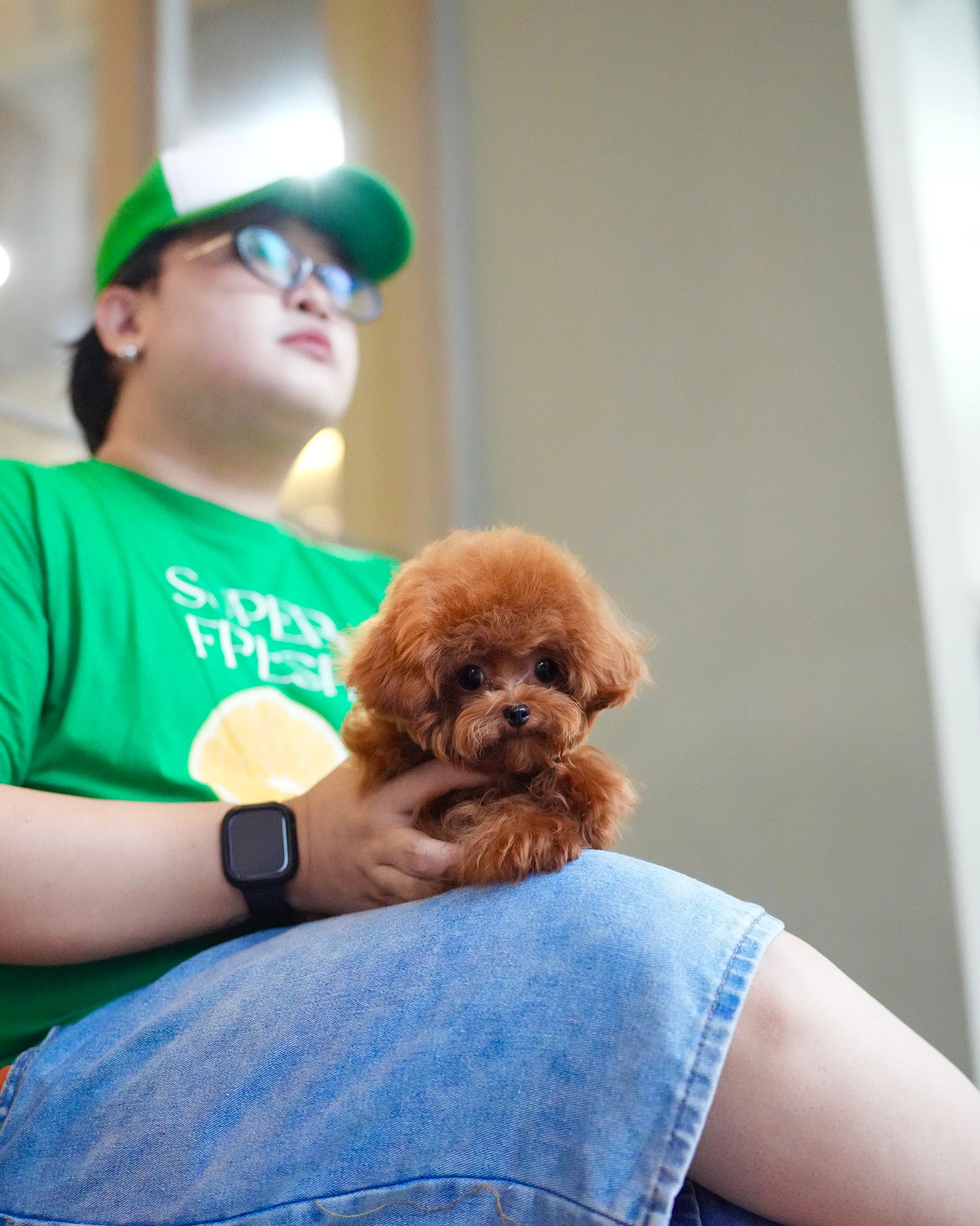 Jasper - Tiny Poodle (Red)