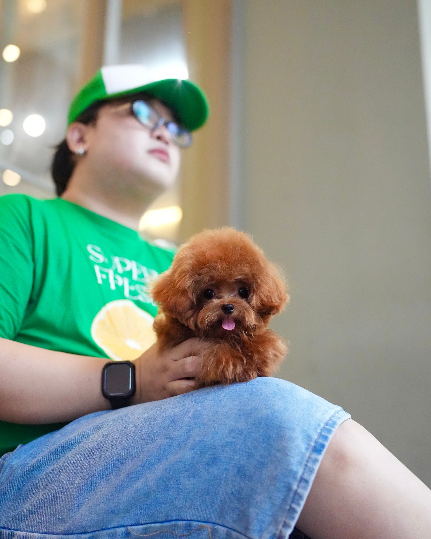Jasper - Tiny Poodle (Red)