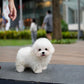 Nehlee - Mini Bichon (White)