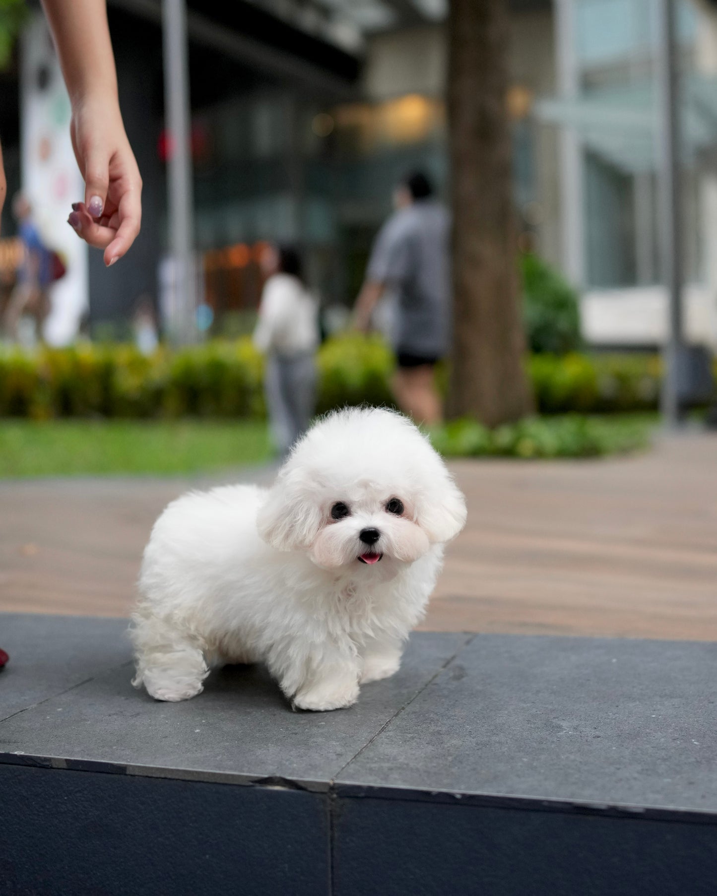 Nehlee - Mini Bichon (White)