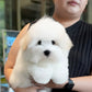 Simon - Coton de Tulear (White)