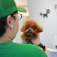 Jasper - Tiny Poodle (Red)