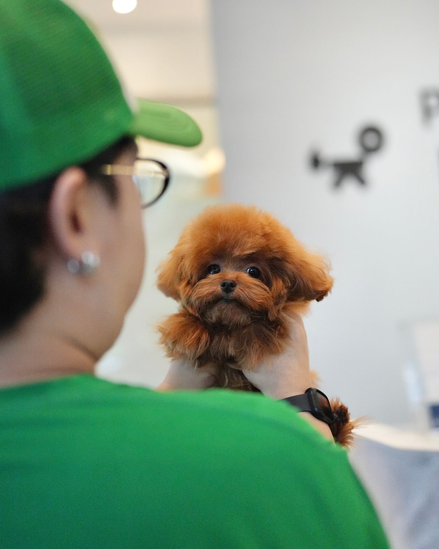 Jasper - Tiny Poodle (Red)