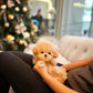 Junny - Tiny Poodle (Apricot)