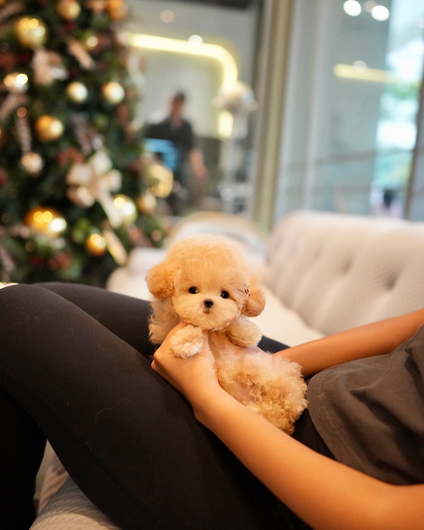 Junny - Tiny Poodle (Apricot)